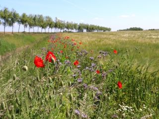 Akkerrand bloemrijk 2