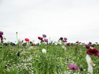 Droogbloemen mengsel