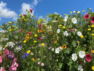 Snijbloemen