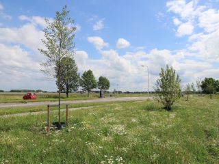 Staygreen 3 - bij/vlinder
