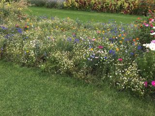 Summer Flower