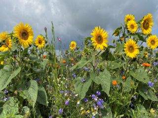 Sunflower