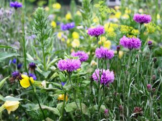 Veldbloemen 1 - Classic