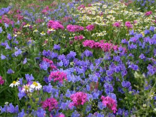 Veldbloemen 4 - Gothic