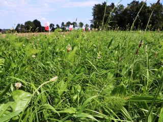 Graskruiden Biodivers